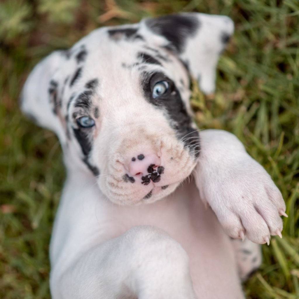 Potty Training Great Dane