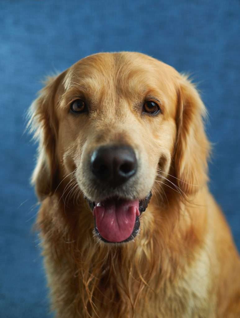 Introducing a Puppy to an Older Dog: Tips for a Successful Transition 9 Introducing a Puppy to an Older Dog