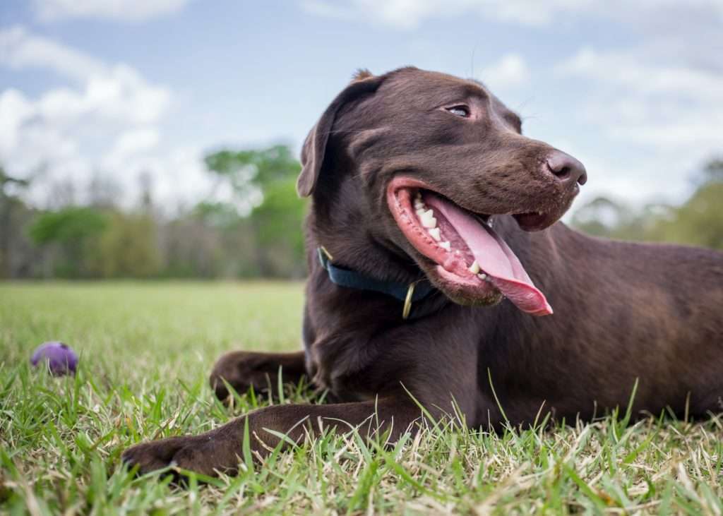 How to Teach a Puppy to Sit