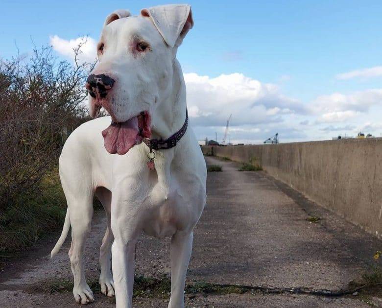 Pictures of Great Danes: A Collection of Over 20 Striking Photos 16 Pictures of Great Danes