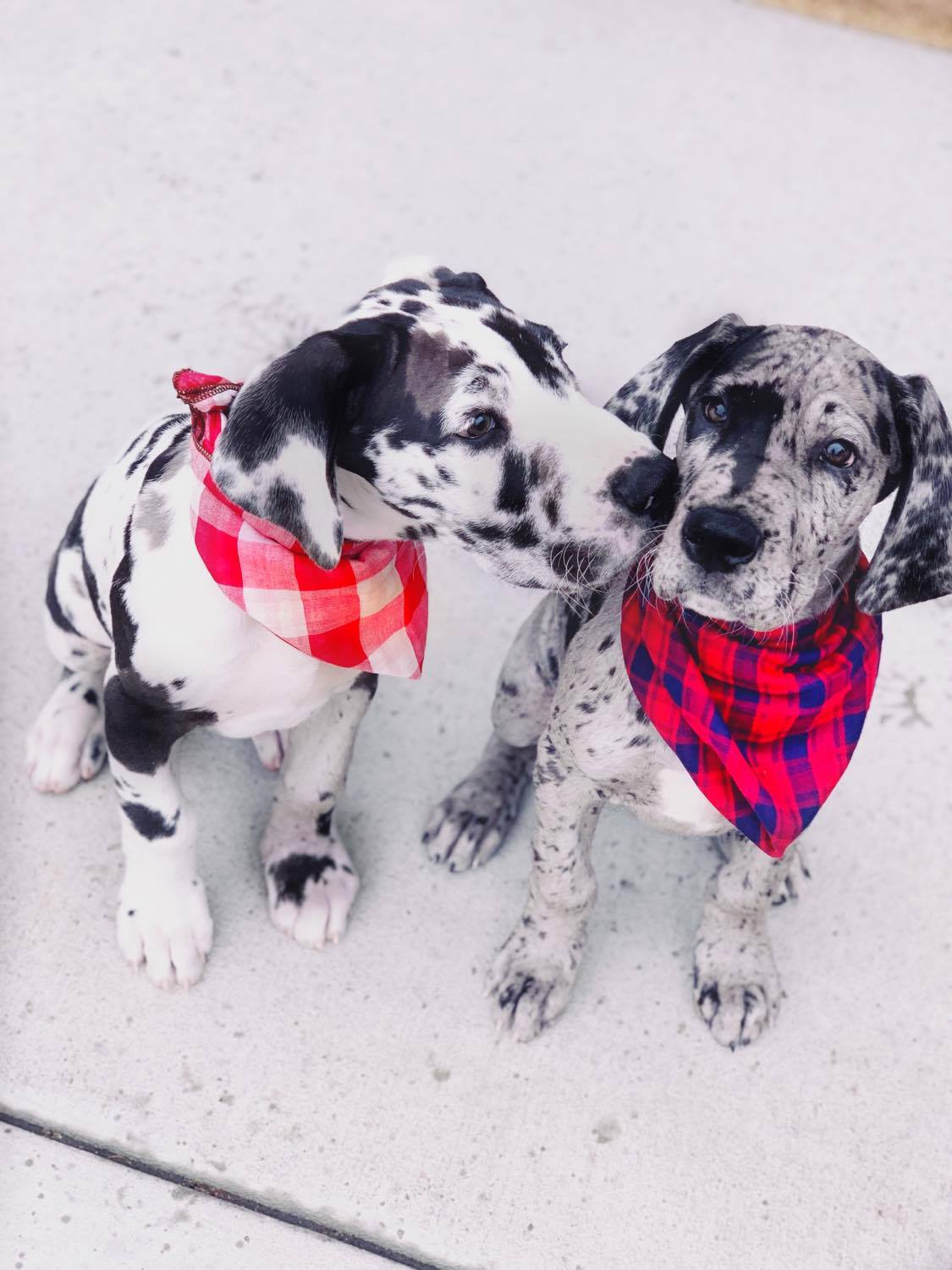 Why Is My Puppy Being Aggressive? 12 Why Is My Puppy Being Aggressive?