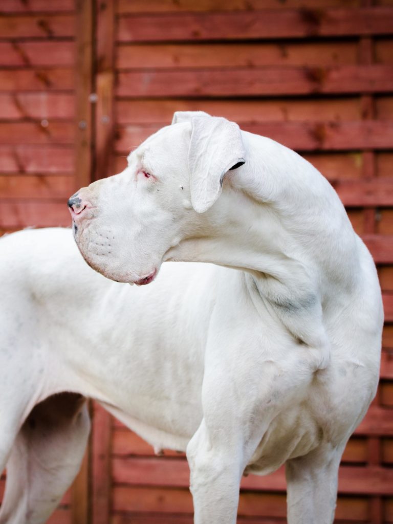 GREAT DANE PICTURES