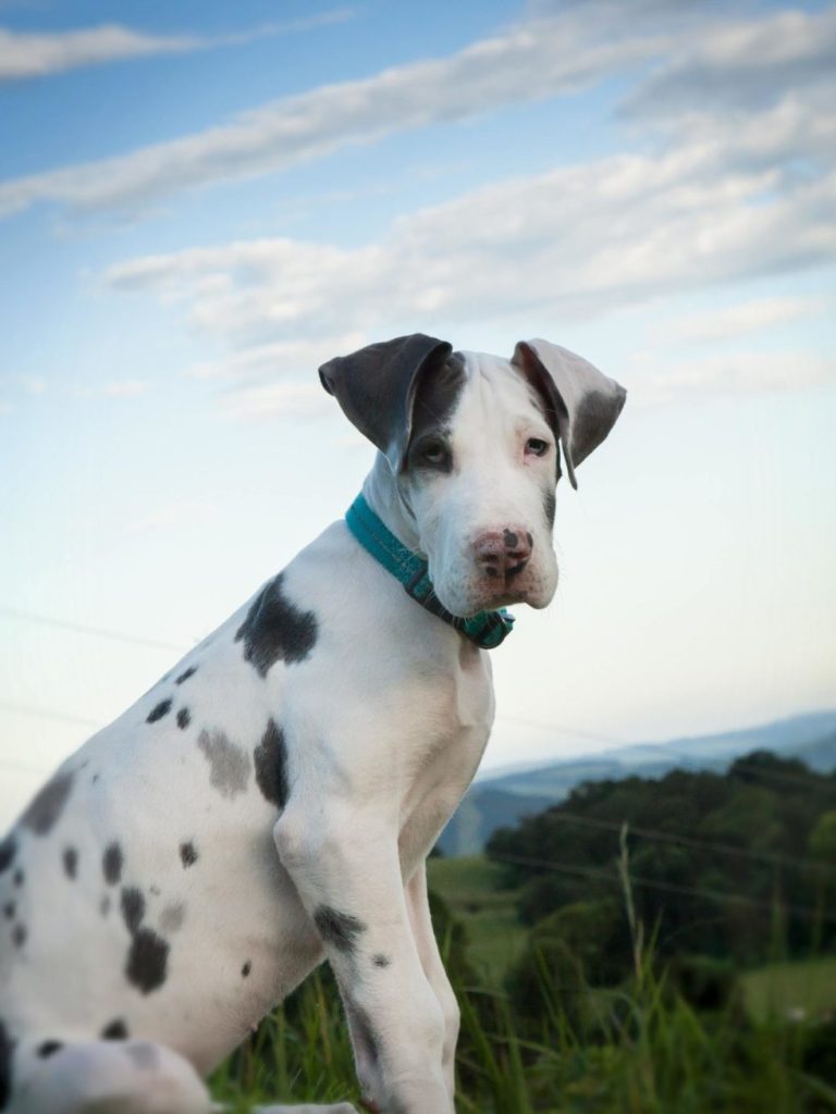 GREAT DANE PICTURES