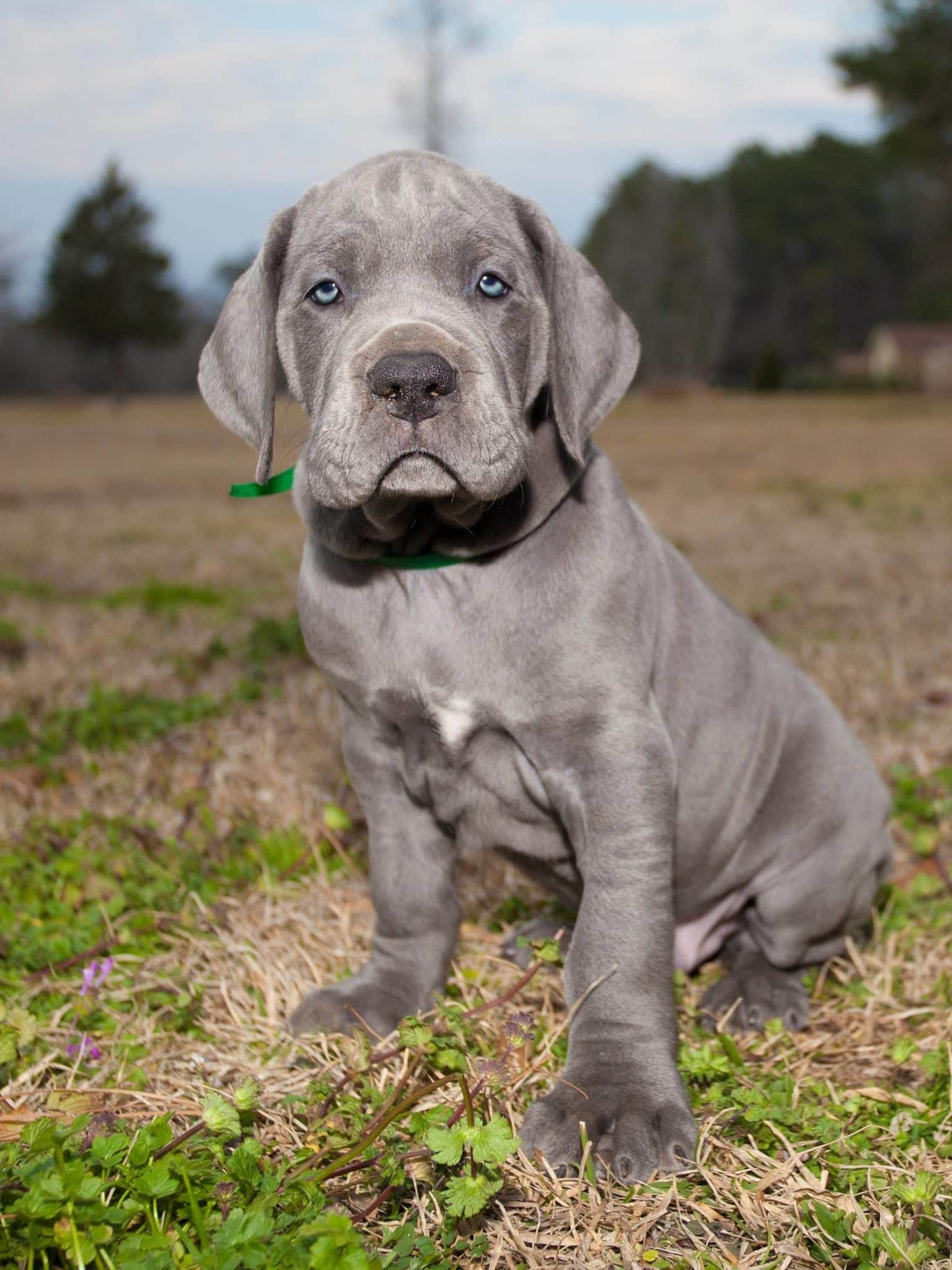 Why Is My Puppy Being Aggressive? 4 Why Is My Puppy Being Aggressive?