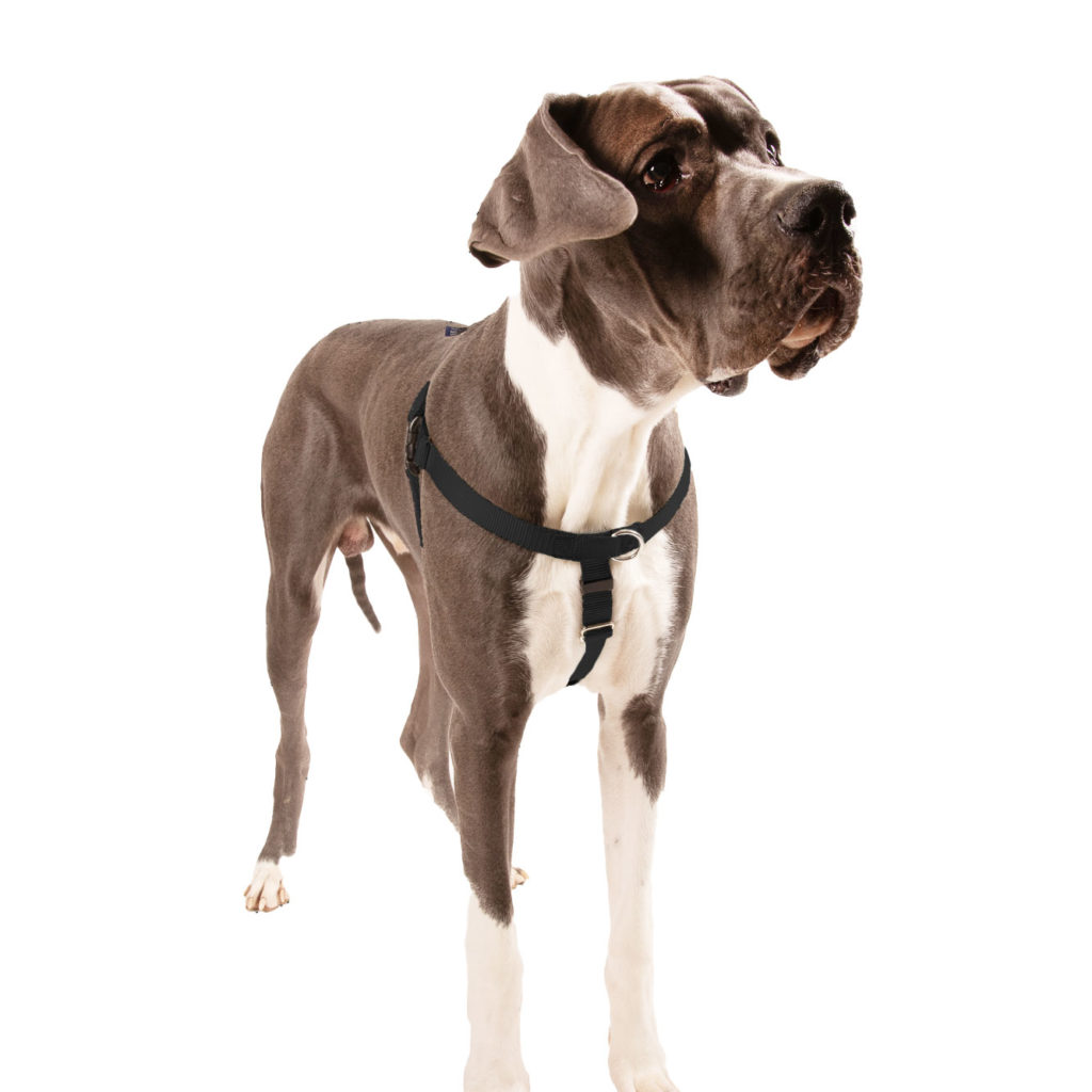 Pictures of Great Danes: A Collection of Over 20 Striking Photos 30 Biggie XL 1 Black