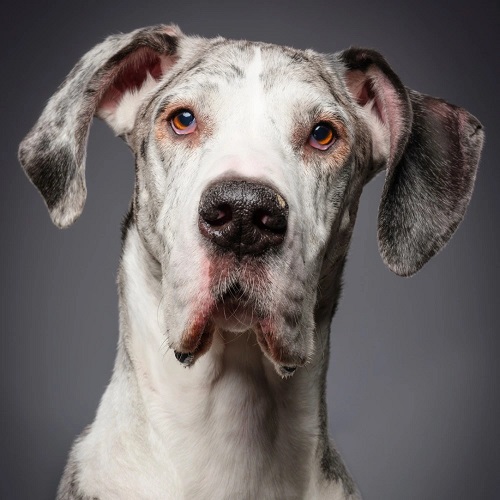 What is the GDCA Great Dane Club of America? 9 DOG 1 Newwww