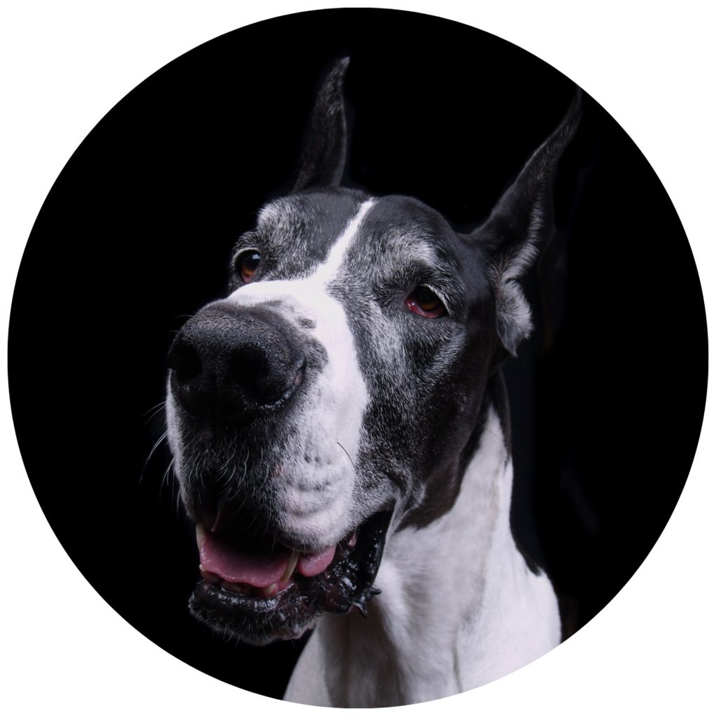 What is the GDCA Great Dane Club of America? 3 DOG 4 New