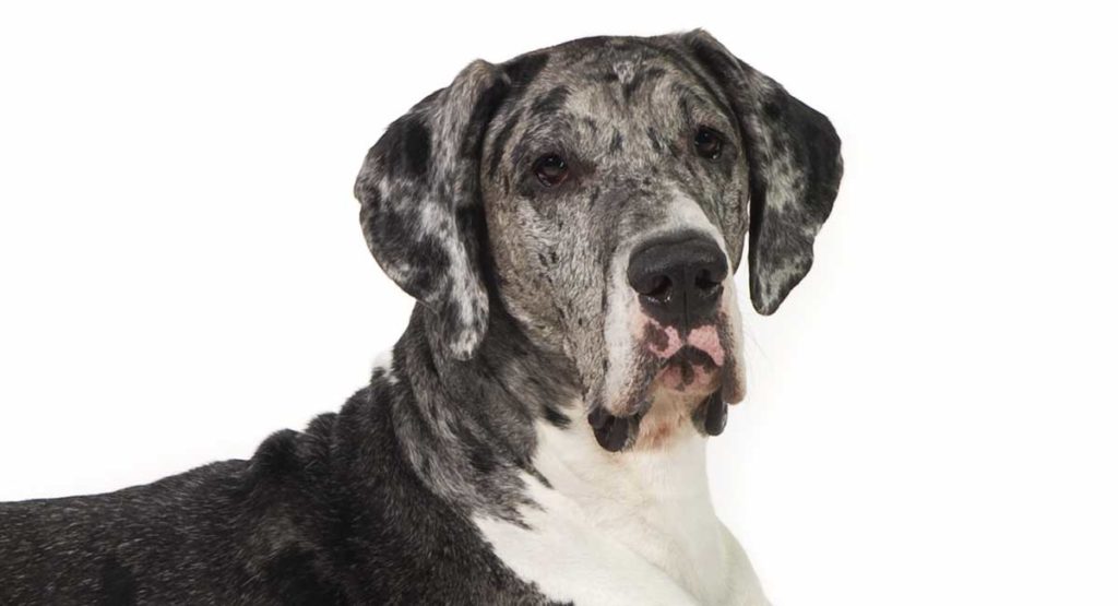 Great Dane Lifespan long 1