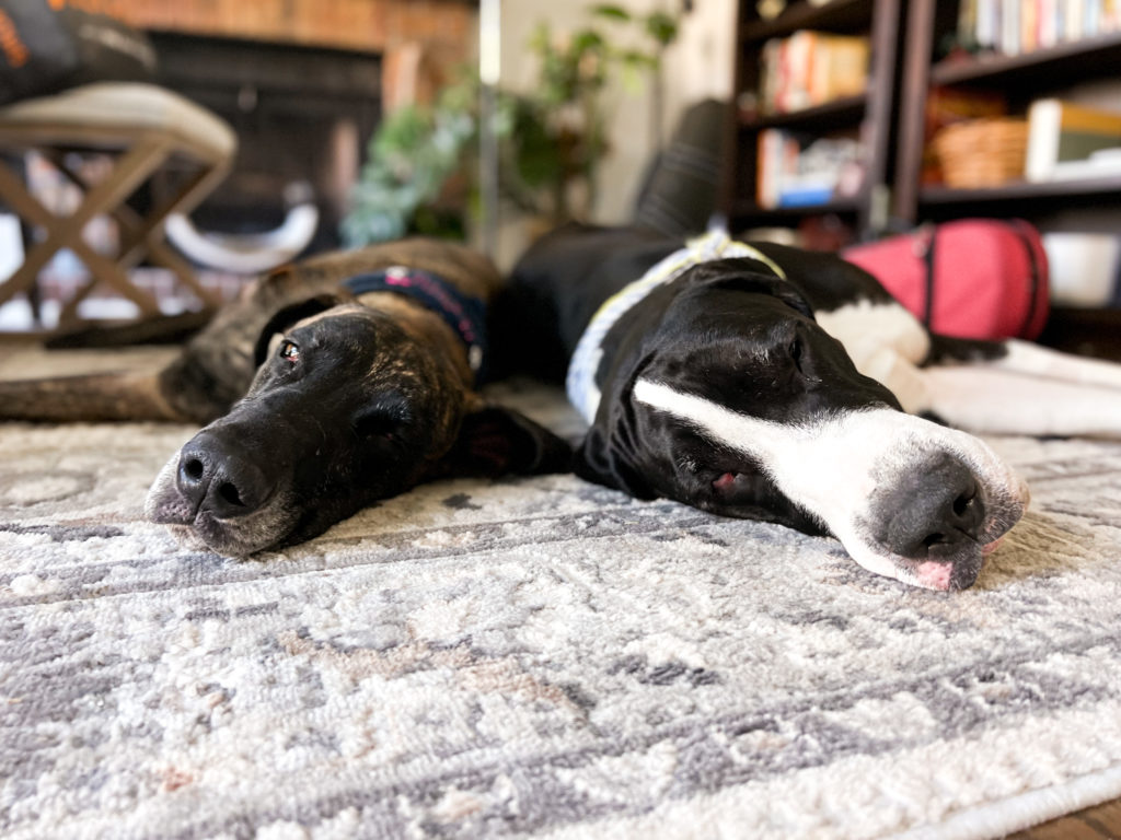 Great Dane Dog Pumpkin Pie Recipe for Thanksgiving 2 IMG 7326