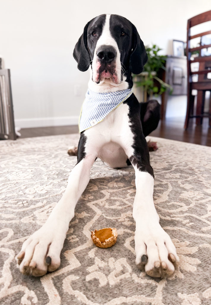 Great Dane Dog Pumpkin Pie Recipe for Thanksgiving 10 IMG 7361