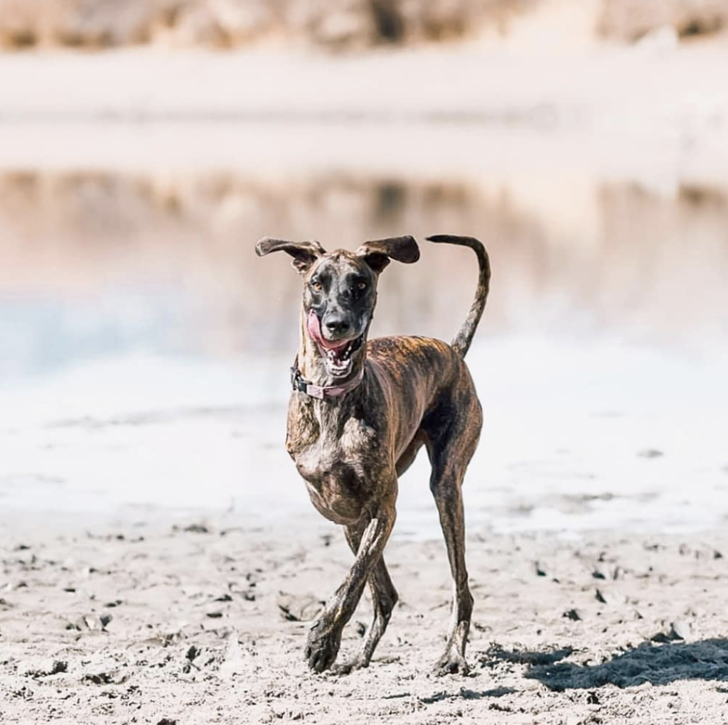 How to Care for a Three Legged Dog - The Ultimate Tripod Great Dane Guide 2 How to care for a three-legged dog
