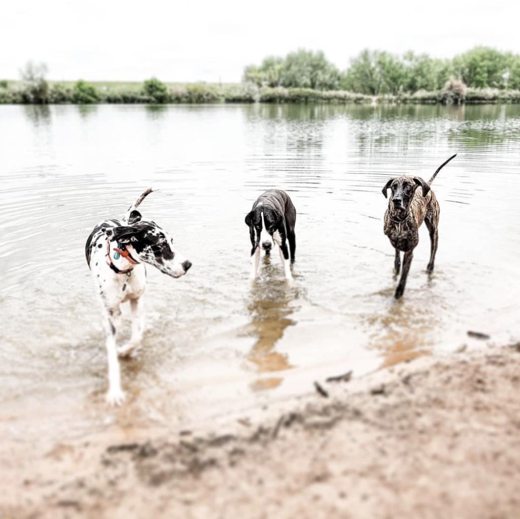How to Care for a Three Legged Dog - The Ultimate Tripod Great Dane Guide 8 Screen Shot 2022 10 21 at 10.50.46 AM