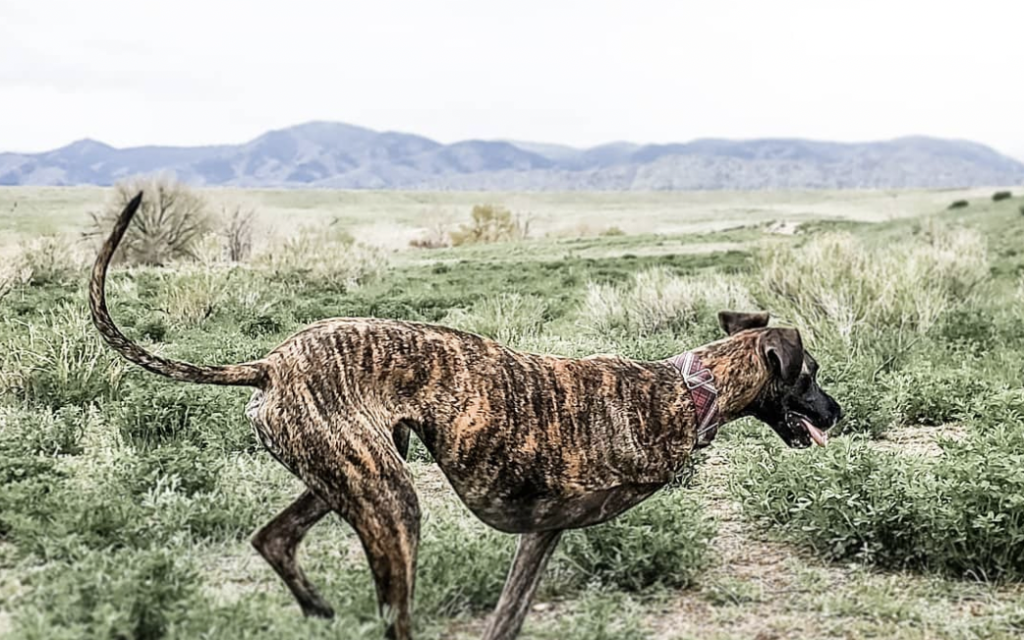 Leash Aggression