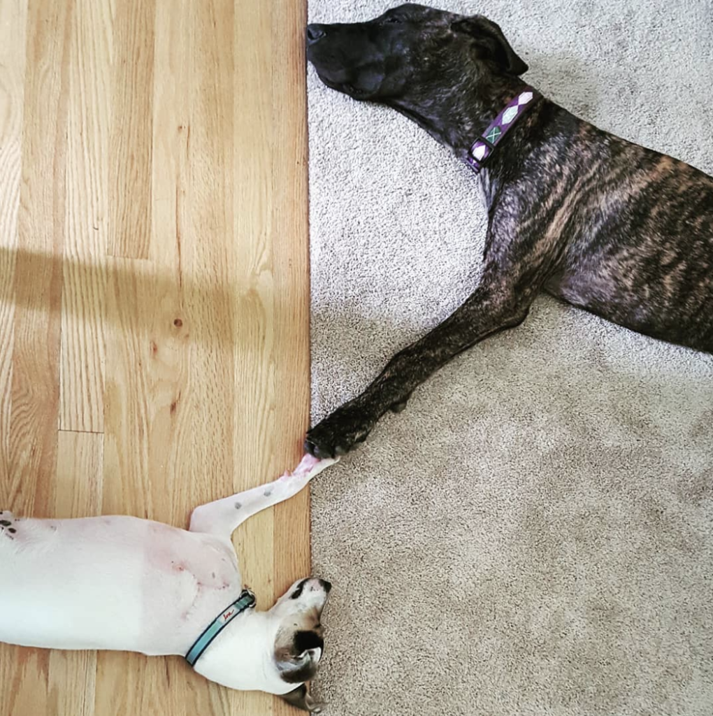 How to Care for a Three Legged Dog - The Ultimate Tripod Great Dane Guide 13 Screen Shot 2022 10 21 at 10.55.59 AM