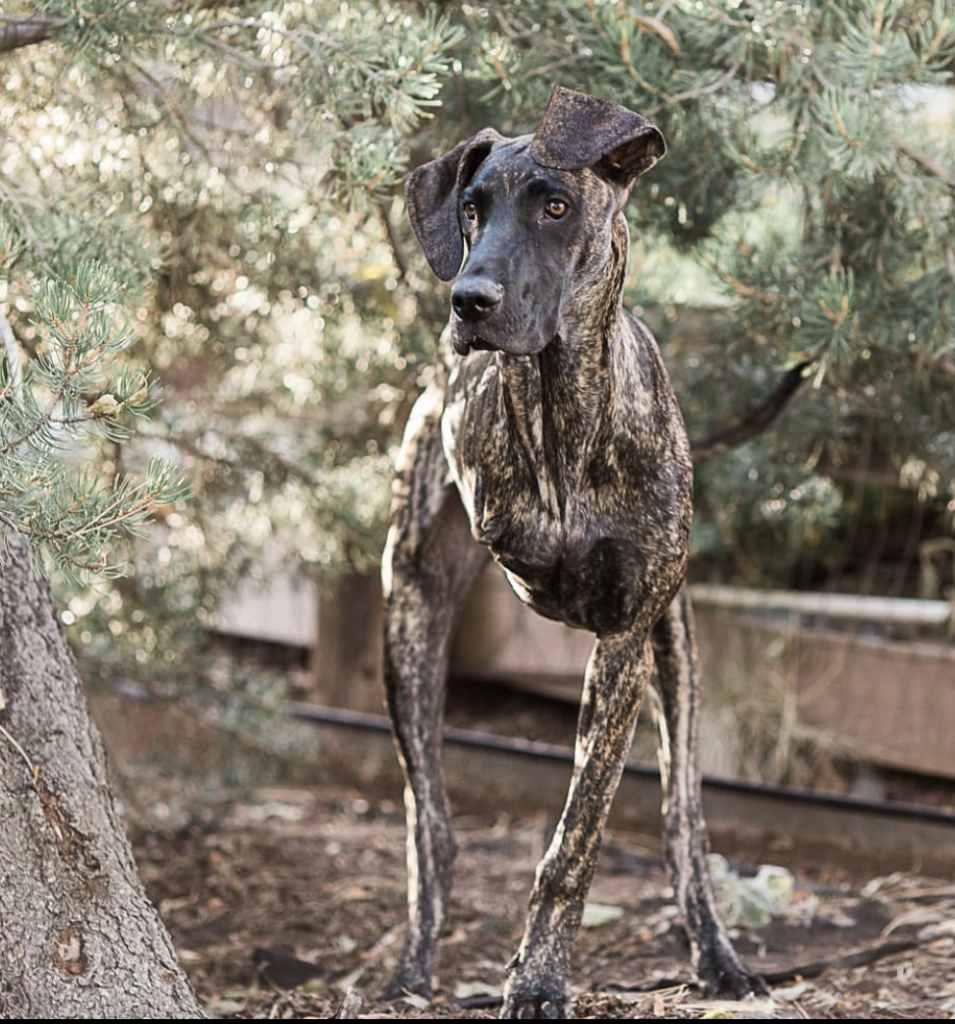 How to Care for a Three Legged Dog - The Ultimate Tripod Great Dane Guide 11 Screen Shot 2022 10 21 at 11.07.38 AM
