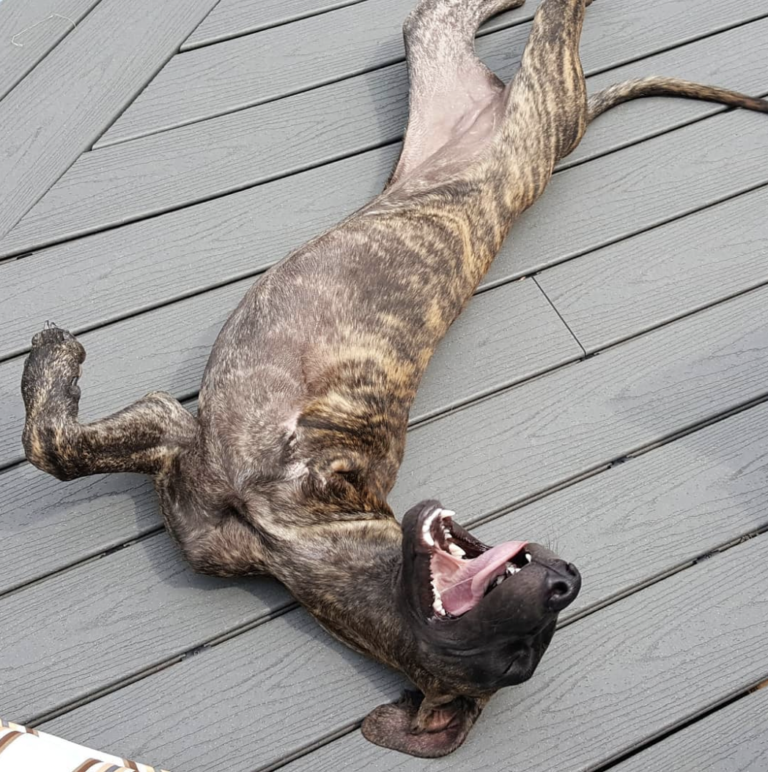 How to Care for a Three Legged Dog The Ultimate Tripod Great Dane Guide Hello Danes