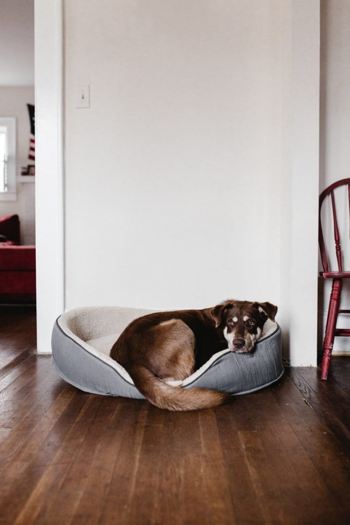 Best Floors for Dogs