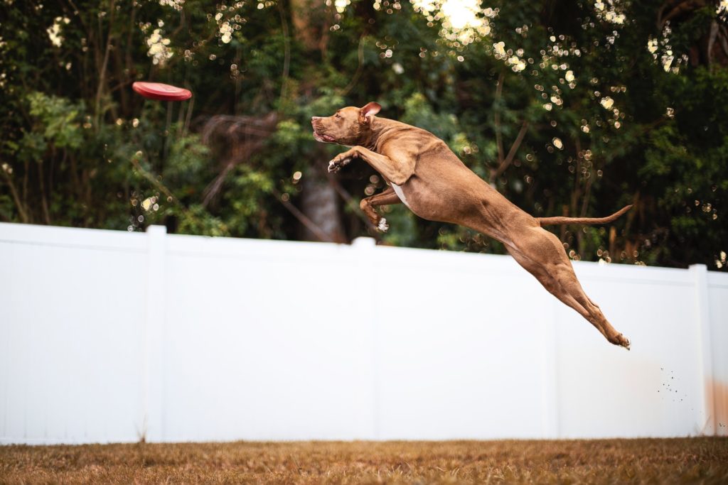 Dog Jumping Fence Solutions