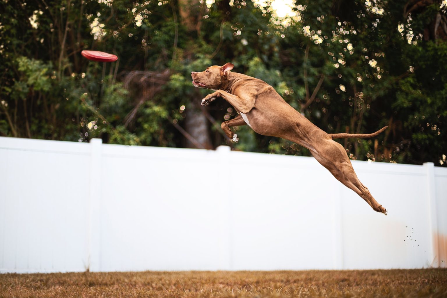 10 Dog Jumping Fence Solutions That Will Solve Your Fence Jumping