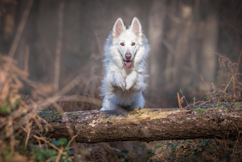 Dog Jumping Fence Solutions