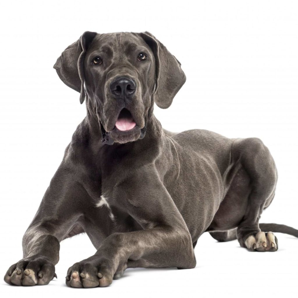 Photos of Great Danes: A Collection of 20 Beautiful Photos 29 GREAT DANE PICTURES