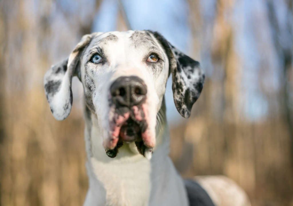 STRESS SIGNALS IN DOGS