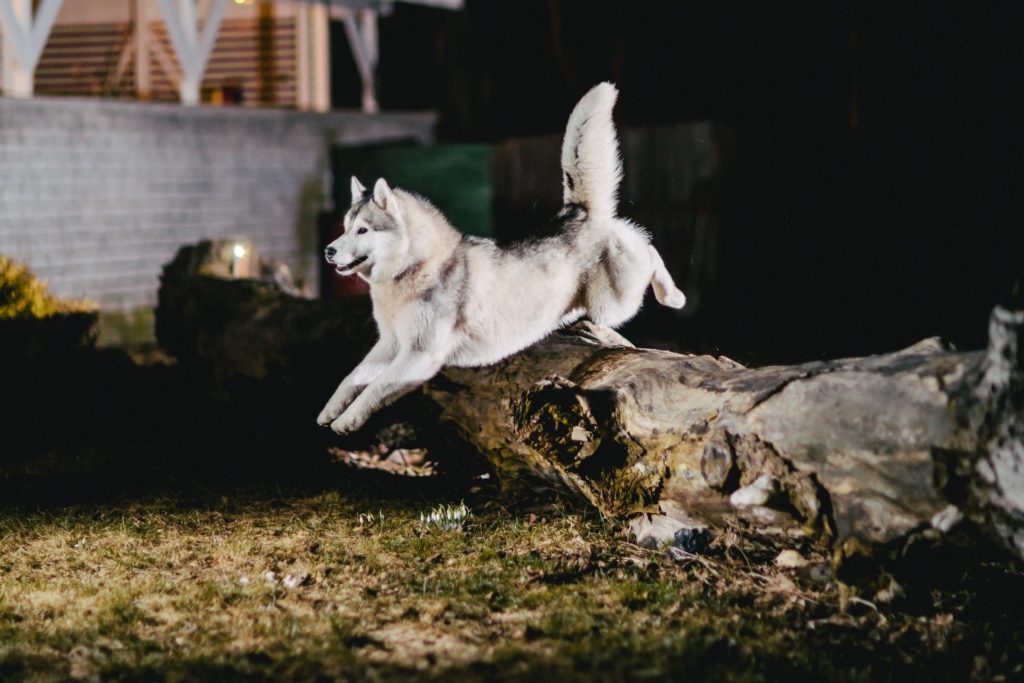 10 Dog Jumping Fence Solutions That Will Solve Your Fence Jumping Problems 8 Dog Jumping Fence Solutions