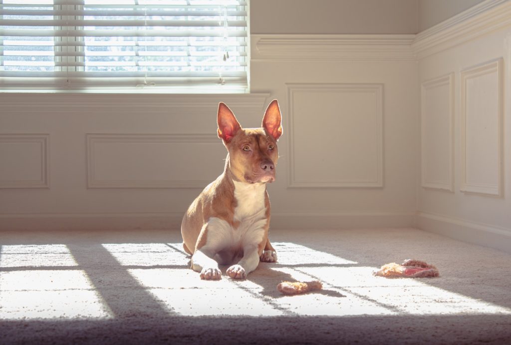 Best Floors for Dogs