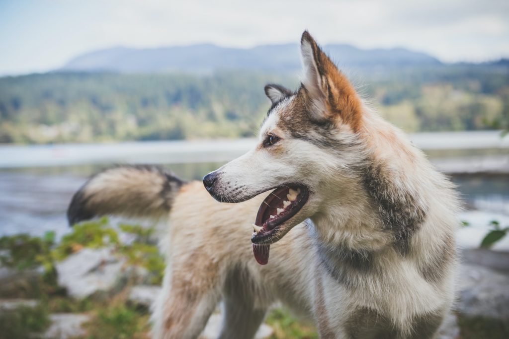 Dog Jumping Fence Solutions