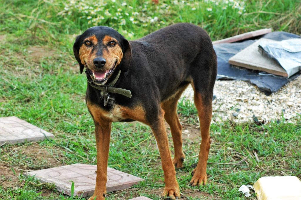 My Dog Snapped at My Child:My Dog Bit & Hurt My Child Suddenly 2 My Dog Snapped at My Child
