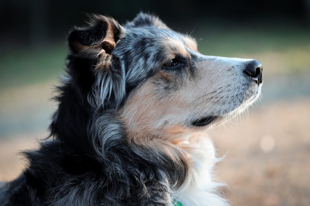 HOW TO STOP MY DOGS FROM FIGHTING 7 HOW TO STOP MY DOGS FROM FIGHTING