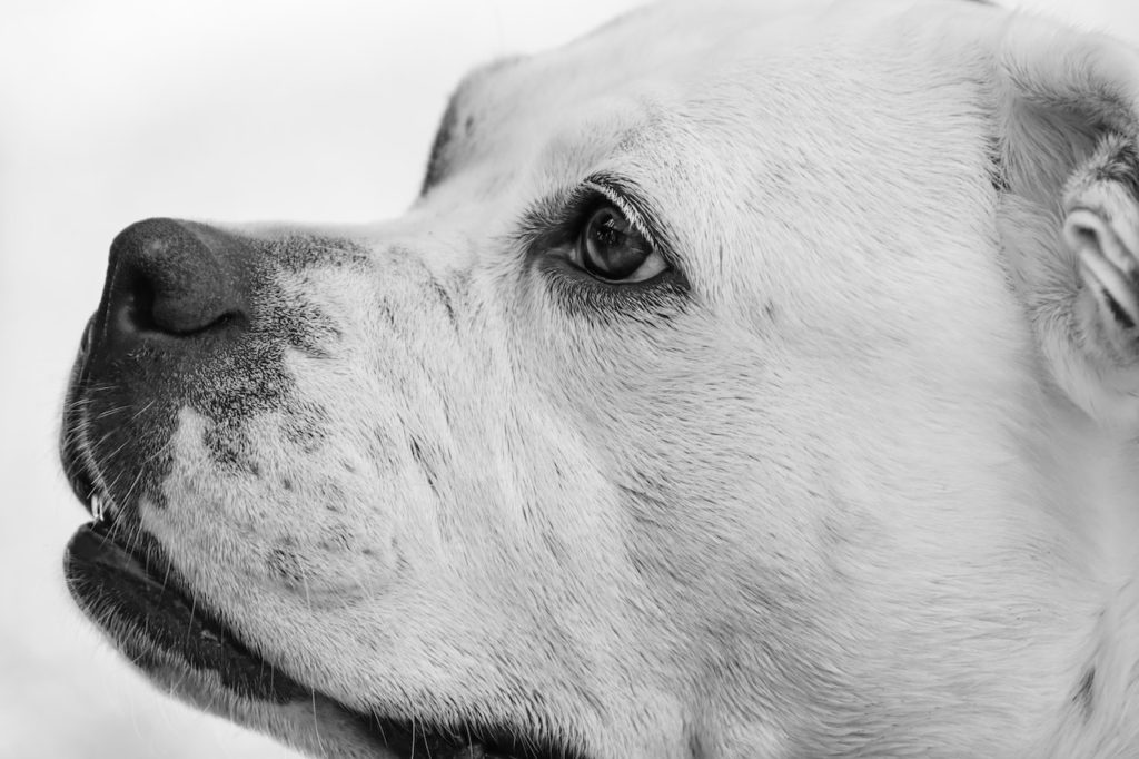 HOW TO STOP MY DOGS FROM FIGHTING 3 HOW TO STOP MY DOGS FROM FIGHTING