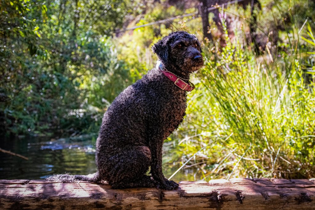 My Dog Snapped at My Child:My Dog Bit & Hurt My Child Suddenly 5 My Dog Snapped at My Child