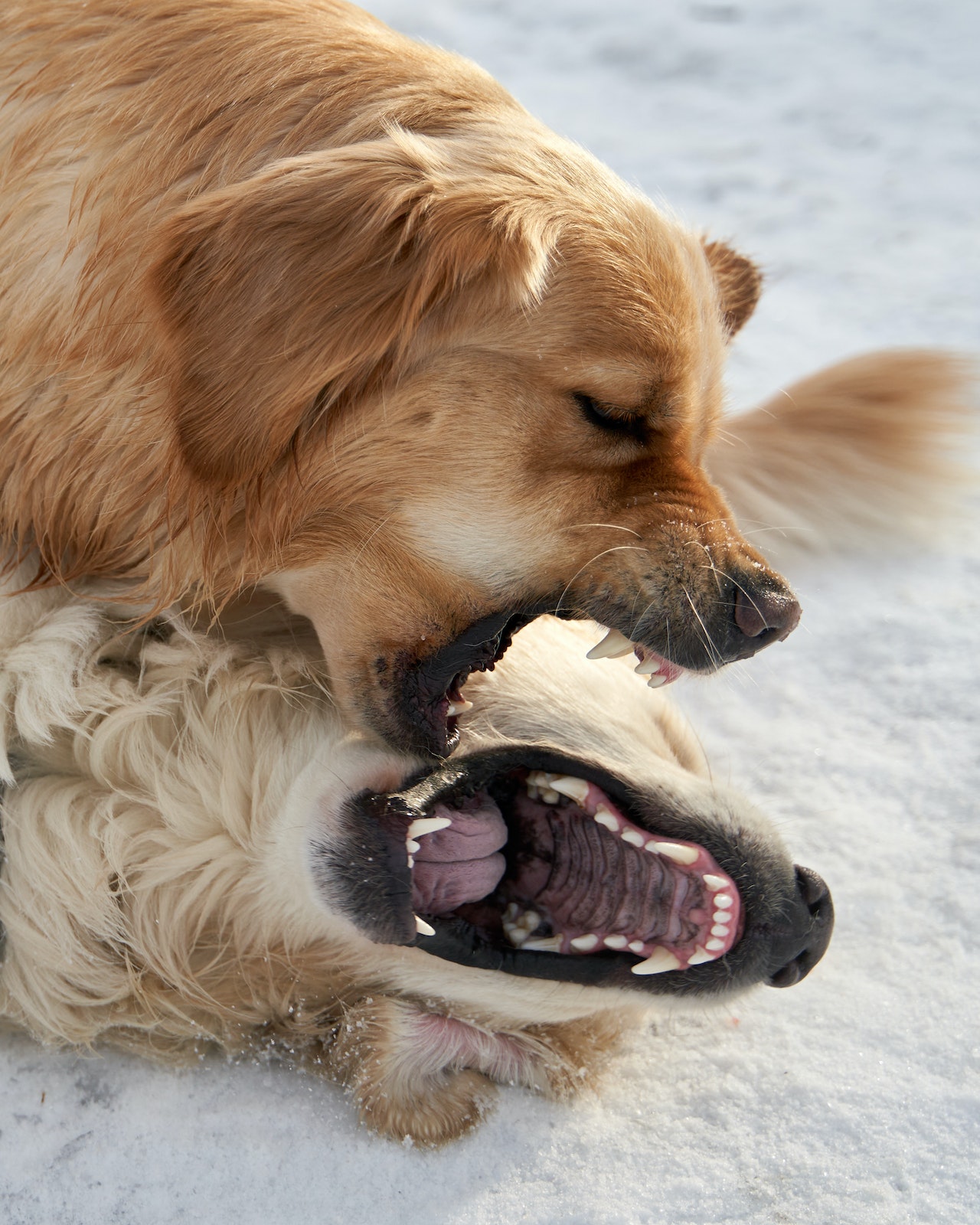 Why Is My Puppy Being Aggressive? 2 Why Is My Puppy Being Aggressive?