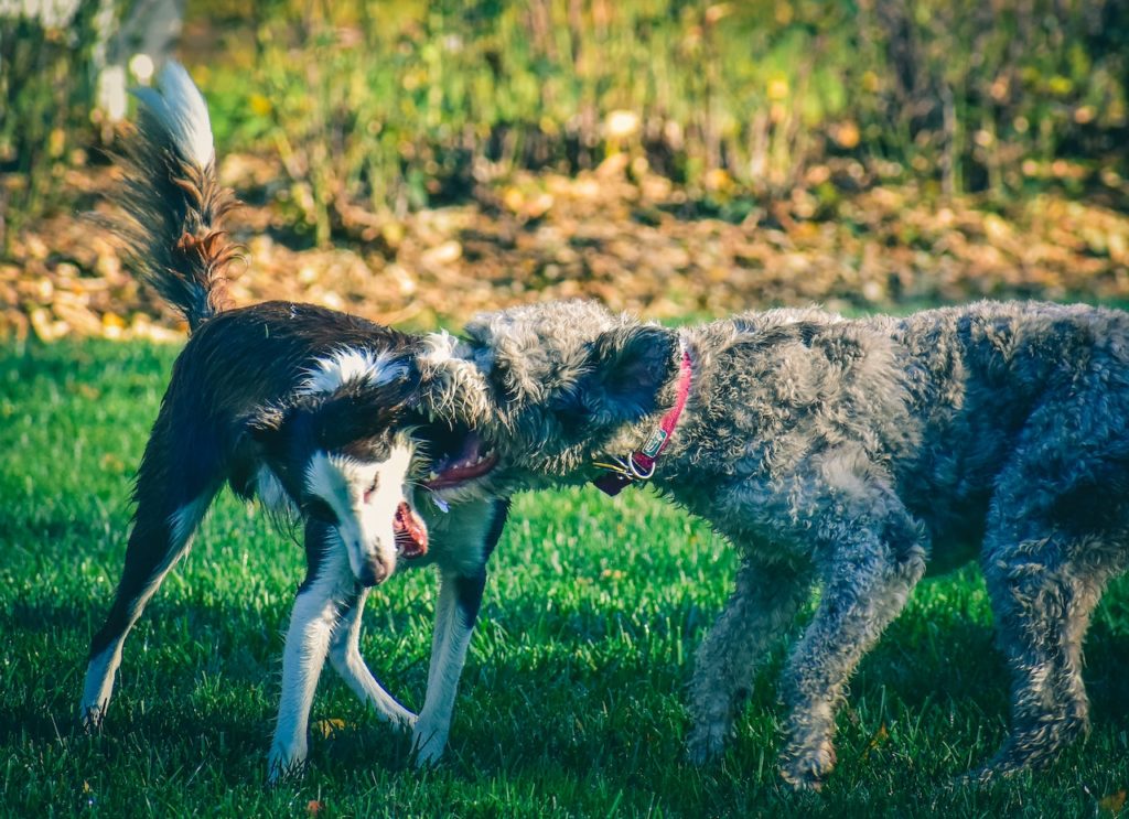 HOW TO STOP MY DOGS FROM FIGHTING 9 HOW TO STOP MY DOGS FROM FIGHTING