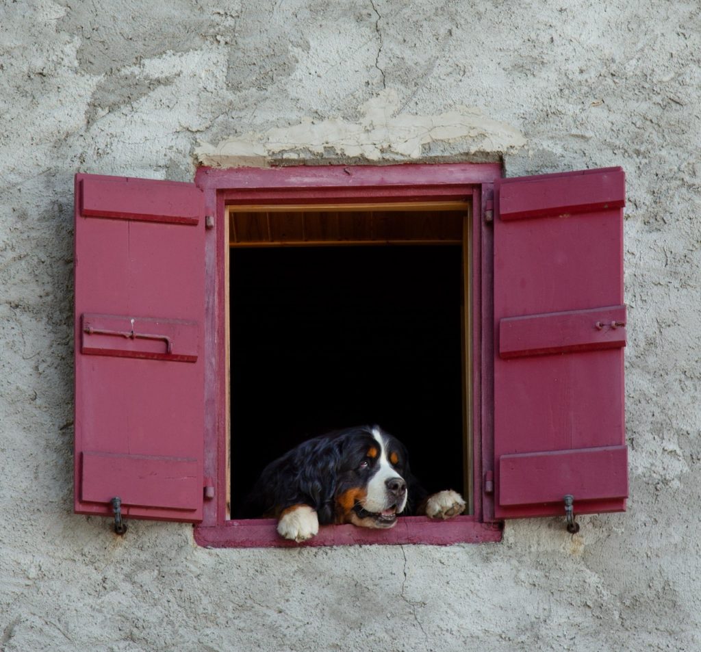 My Dog Snapped at My Child:My Dog Bit & Hurt My Child Suddenly 4 My Dog Snapped at My Child