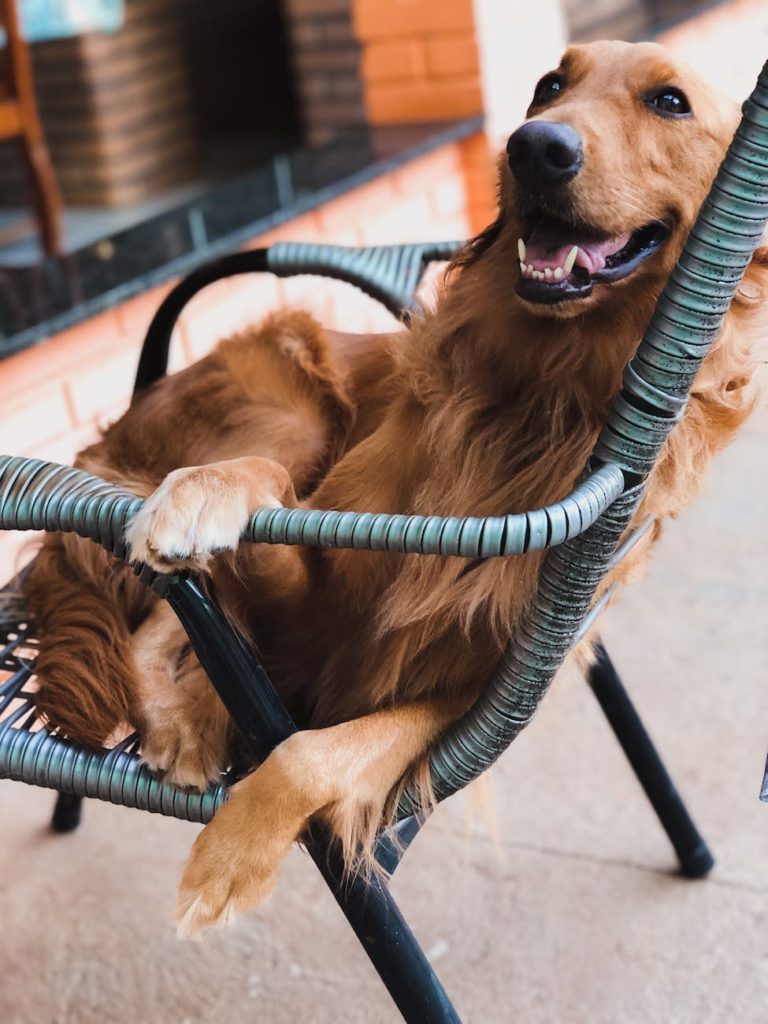 Leash Aggression: How Dog Owners Can Prevent and Stop Dog Aggression on Leash 8 Leash Aggression