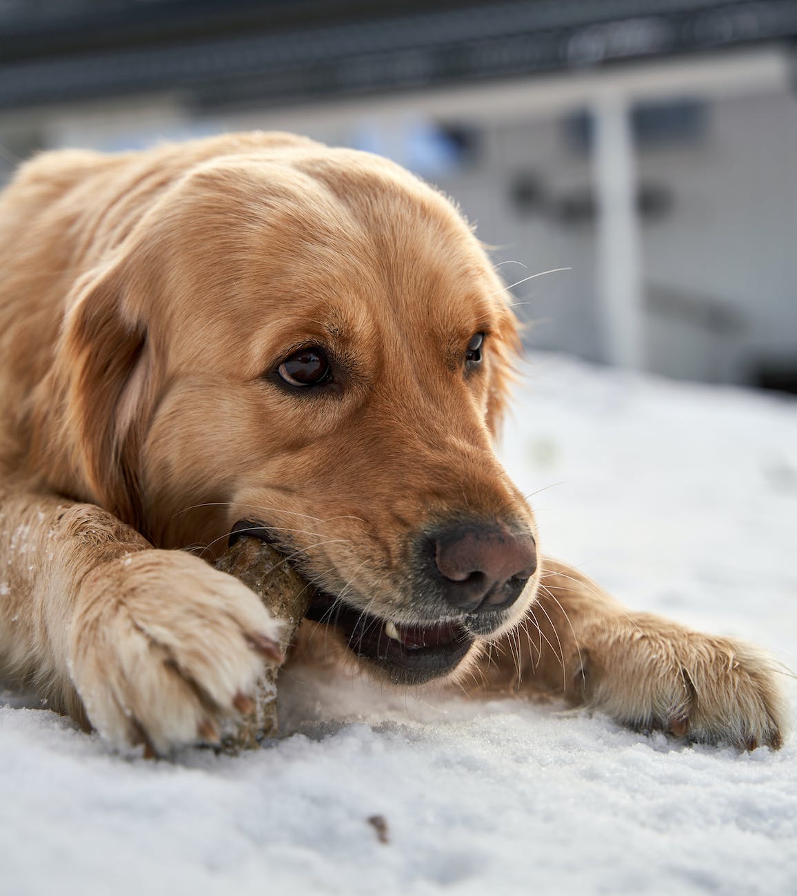 5 Big Reasons to Have Your Dog’s Teeth Cleaned by a Veterinarian 18 a golden retriever lying on a snow covered ground