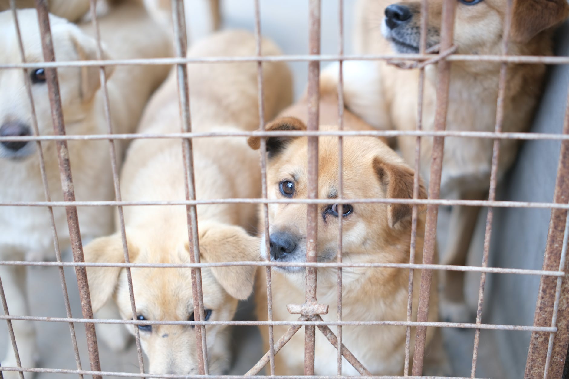Is Adopt Don't Shop Bad for Dogs? 6 brown dogs in the cage