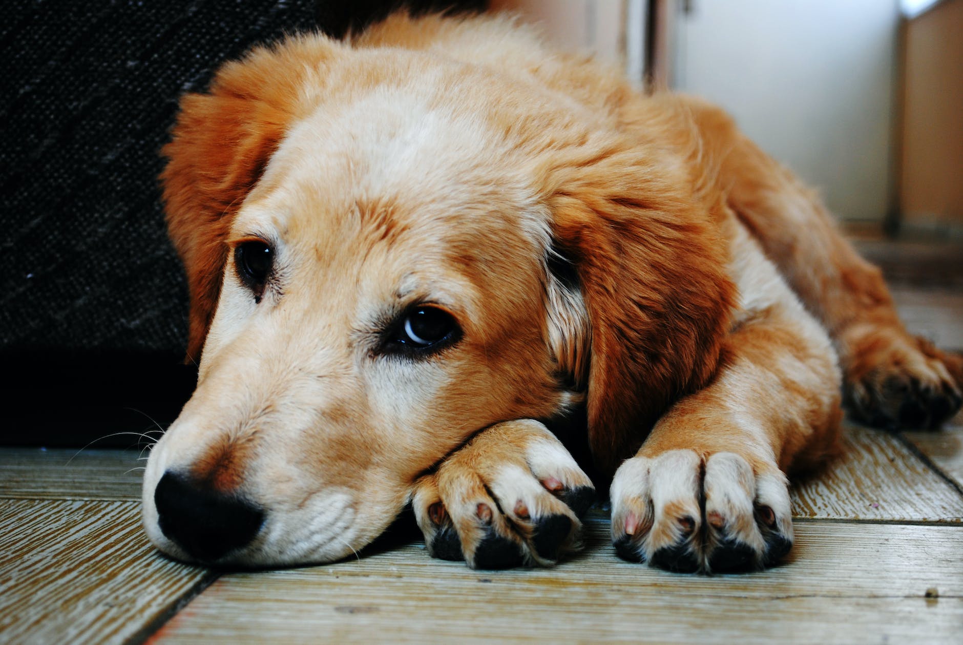 Is Adopt Don't Shop Bad for Dogs? 10 tan and white short coat dog laying down in a brown wooden floor