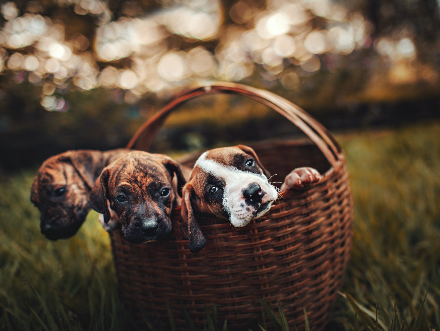 Is Adopt Don't Shop Bad for Dogs? 7 selective focus photo of three brindle puppies inside brown woven basket