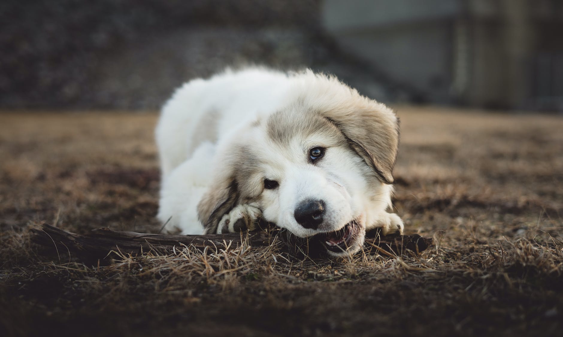 The Best Dog Chews Recommended by Vets 5 shallow focus photo of long coated white and gray puppy