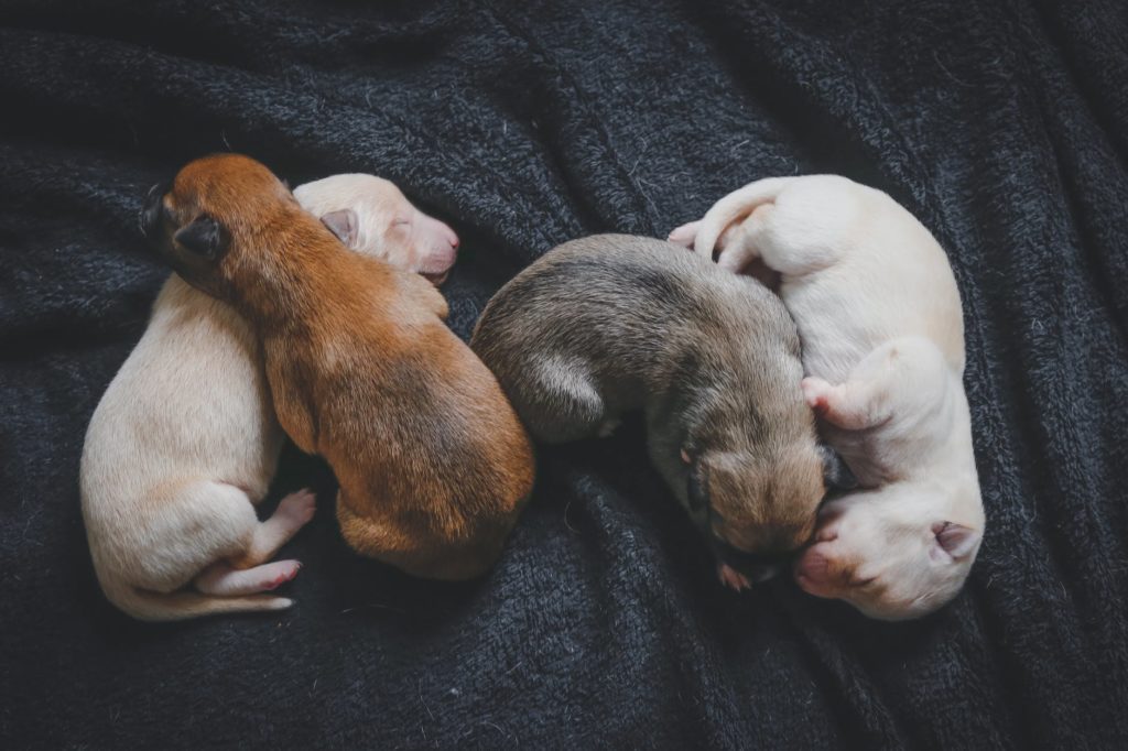 four assorted color puppies on black textile