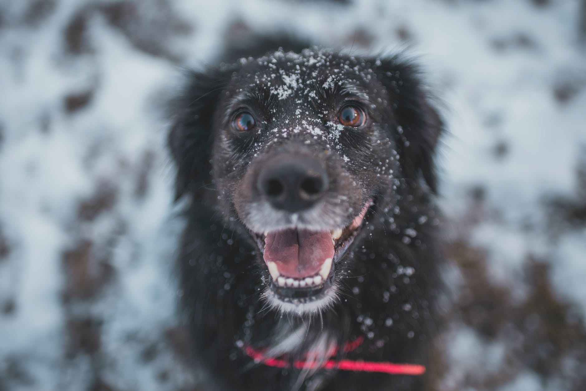 5 Big Reasons to Have Your Dog’s Teeth Cleaned by a Veterinarian 4 close up photo of black dog