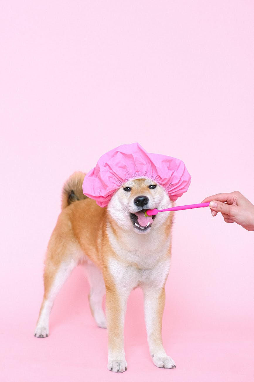 5 Big Reasons to Have Your Dog’s Teeth Cleaned by a Veterinarian 9 brown short coated dog wearing pink hair cap