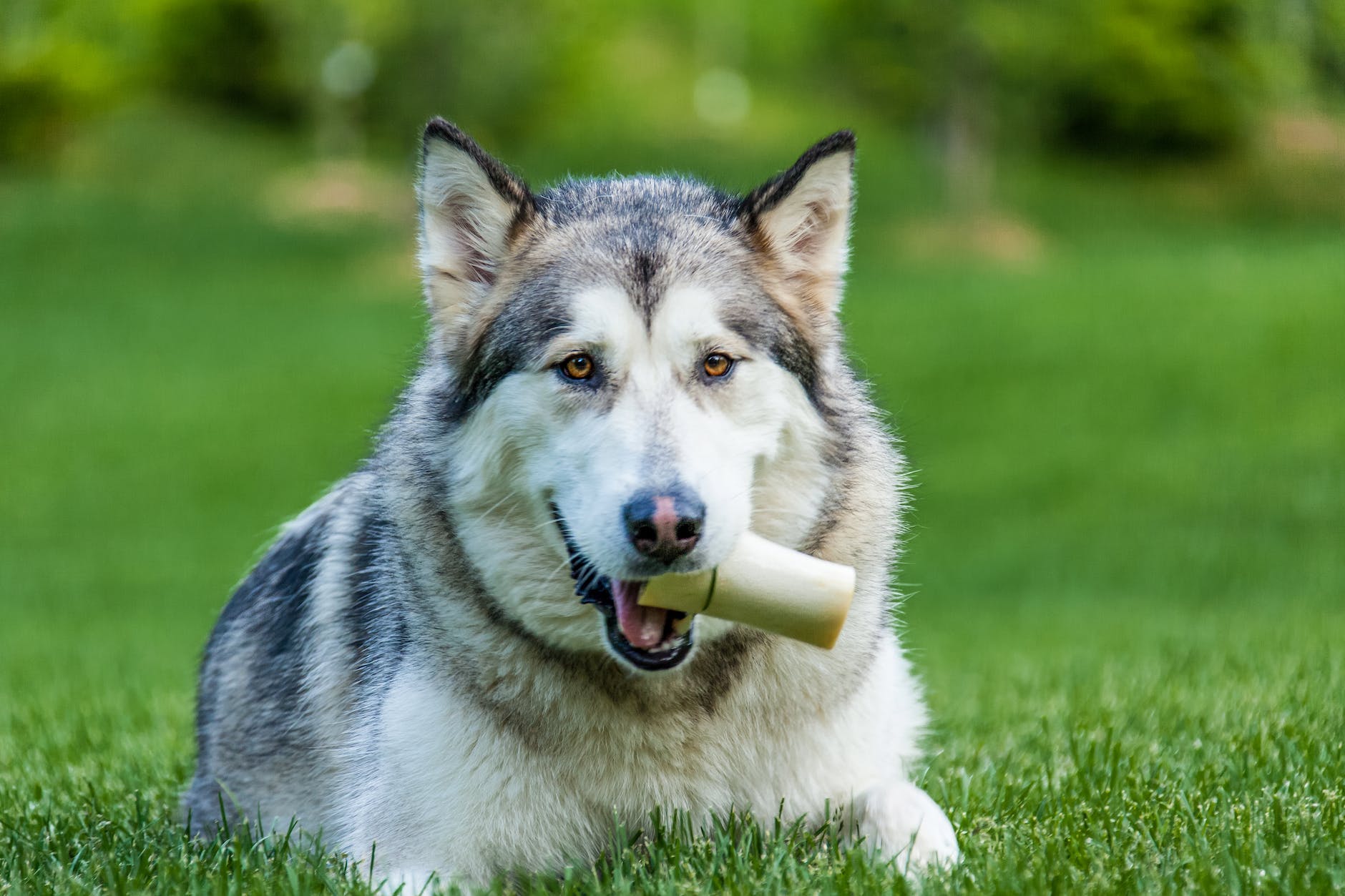The Best Dog Chews Recommended by Vets 4 white and black siberian husky puppy biting white ice cream cone on green grass field during