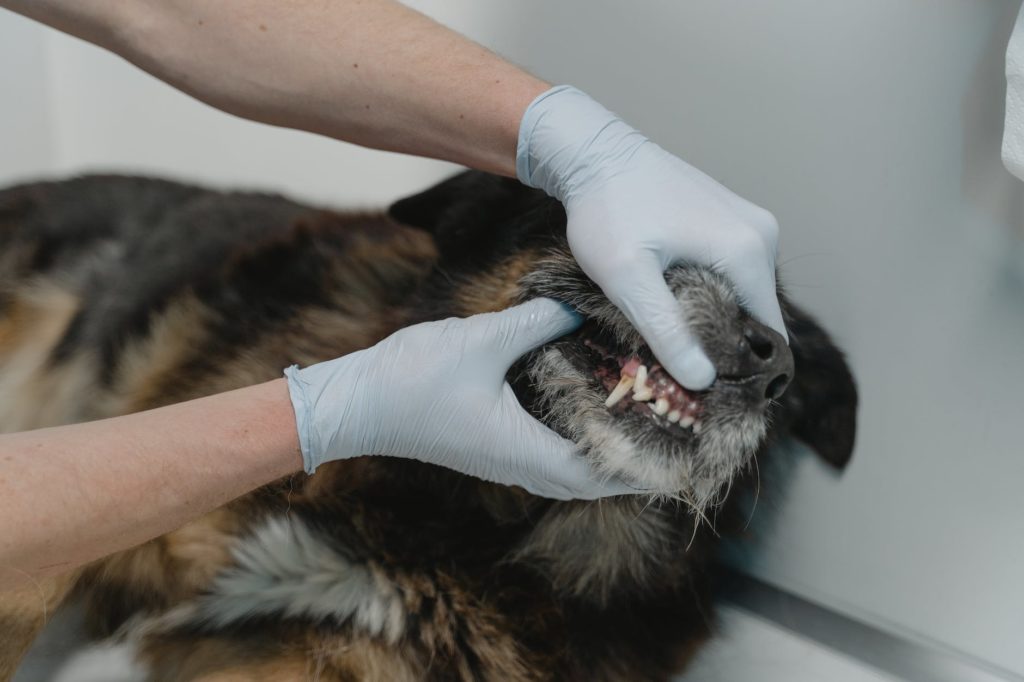 a person looking at a dog s teeth