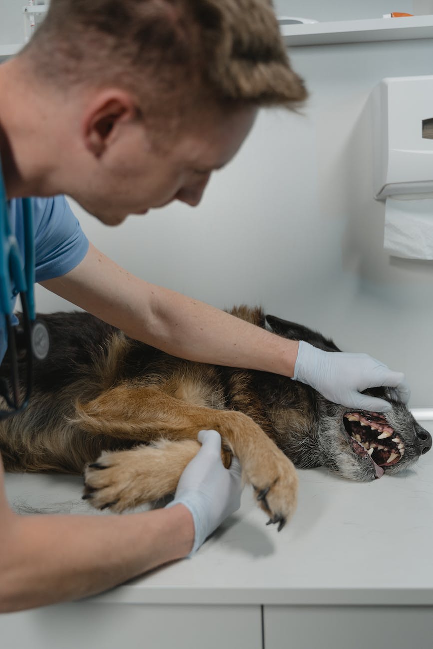 5 Big Reasons to Have Your Dog’s Teeth Cleaned by a Veterinarian 11 a veterinarian examining a dog teeth
