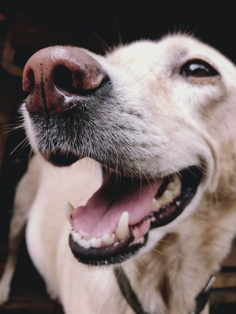 labrador retriever dog