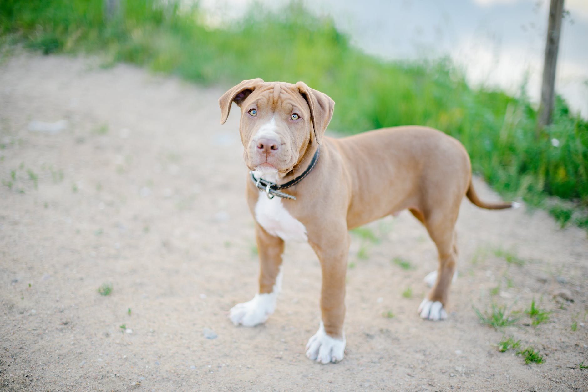 Is Adopt Don't Shop Bad for Dogs? 9 a dog wearing a black collar